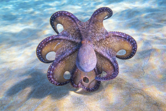 Waterway Guide  Get Kraken! Celebrate #WorldOctopusDay Oct 8 with  Octonation