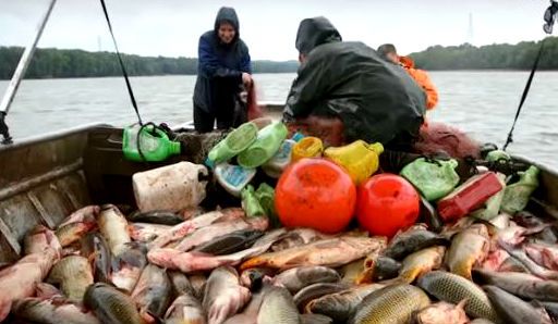 Video How Illinois Fishermen Turned The Invasive Asian Carp