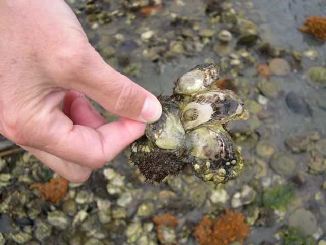 Foundation leads effort to seed oysters in Hampton River | Waterway Guide