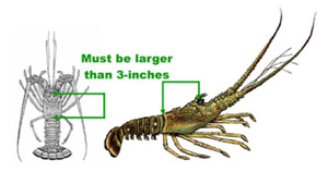 spinylobstermeasurement.jpg