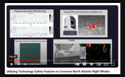 video-technology-exists-today-to-help-prevent-whale-vessel-strikes